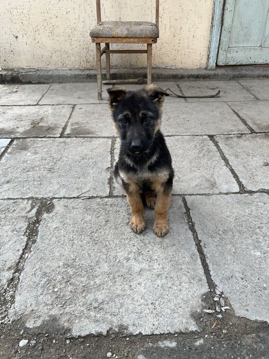 Немецкий овчарка сатылады