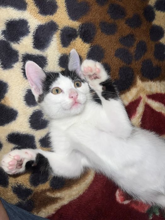 Отдаем котика в добрые руки