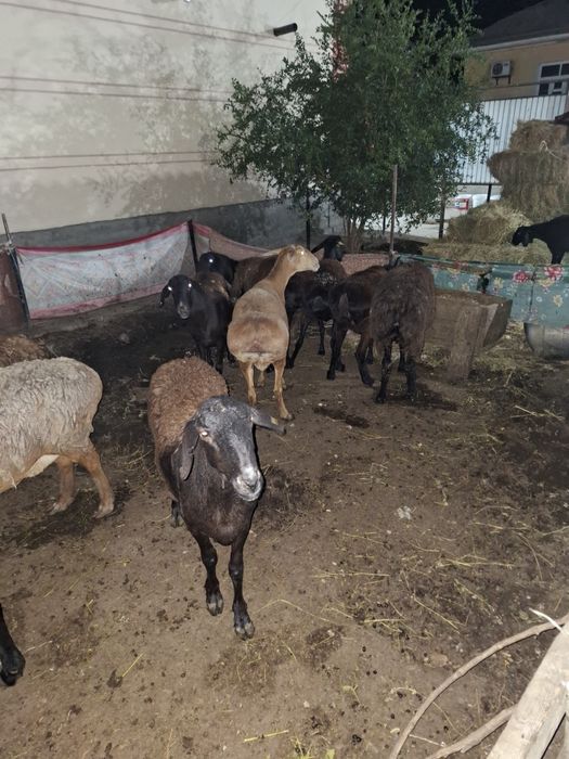 Қой сатылады. Продам баран
