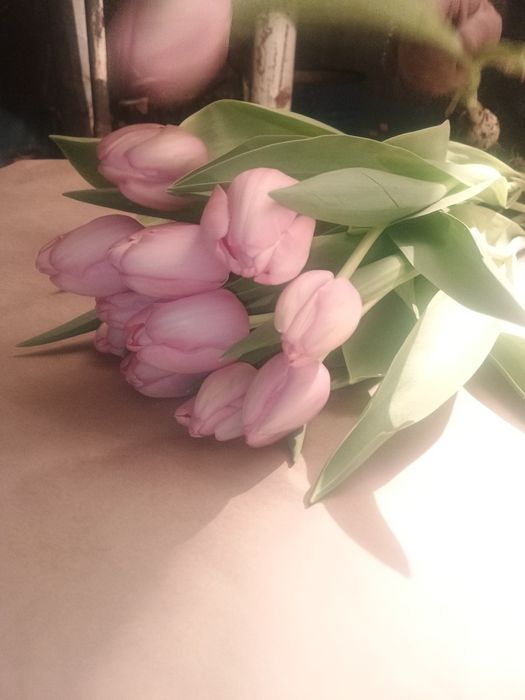 Тюльпаны высшего качество из Голандии