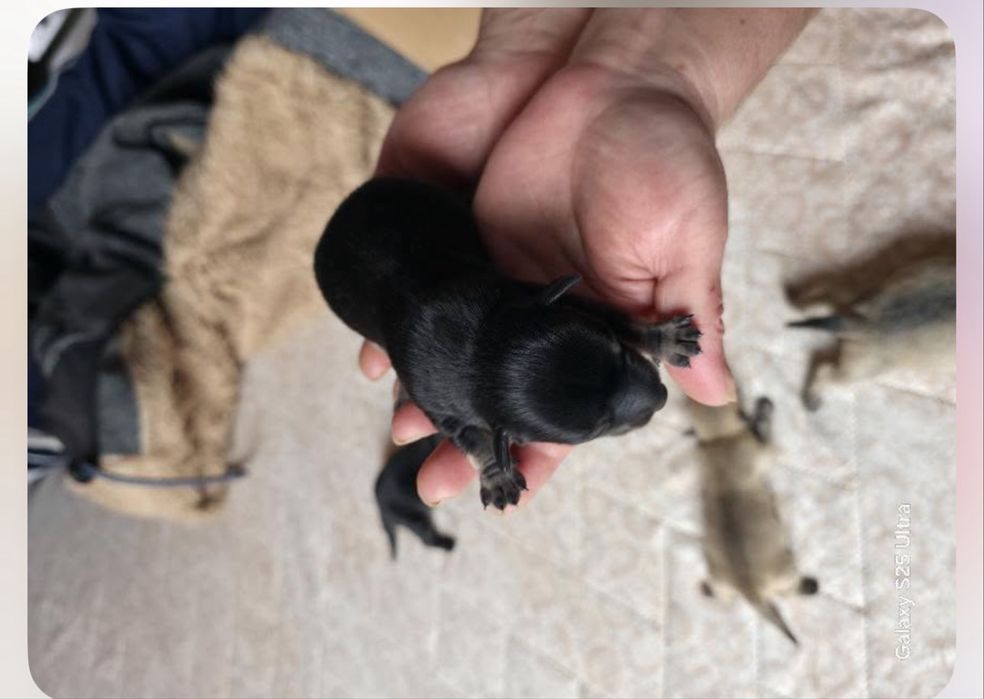 Кучета пинчери бебета