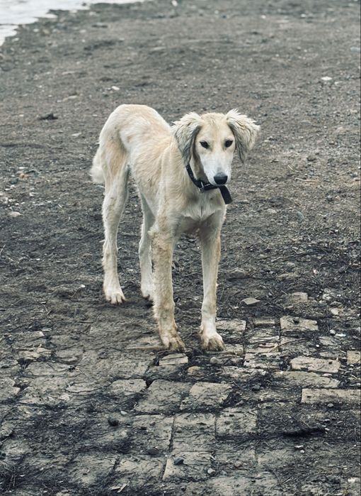 Құмай тазы 6 айлық