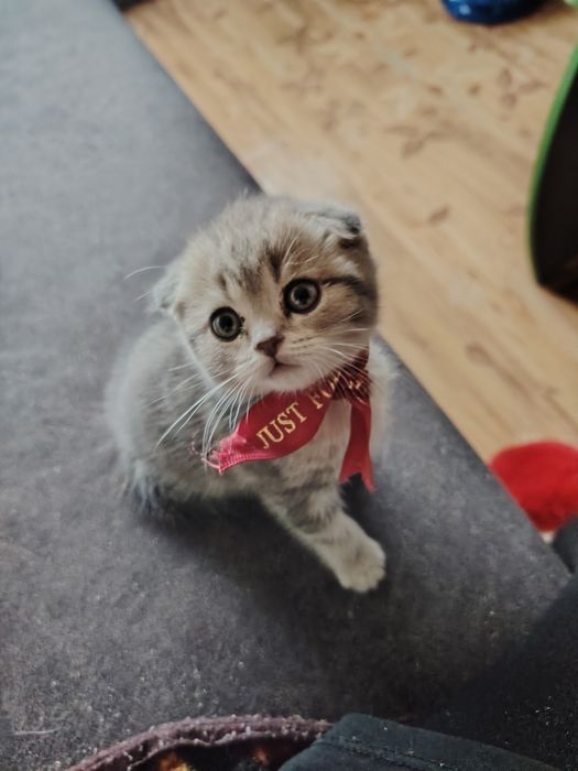 Шотландские фолды