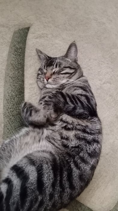 Отдам кота в добрые руки