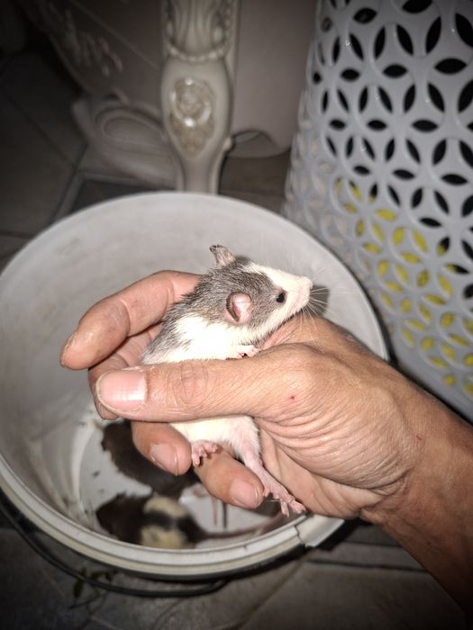 Крысы отдам в хорошие руки