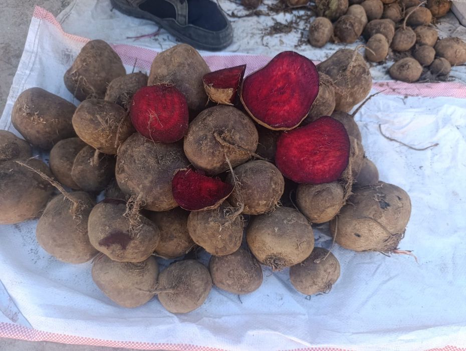 Свекла красная оптом