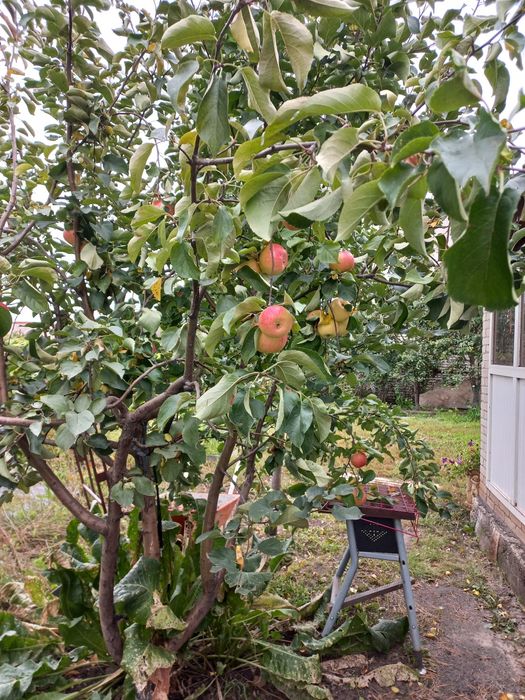 Дача Элеваторщик