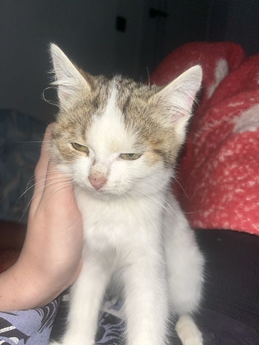 Котенок бесплатно