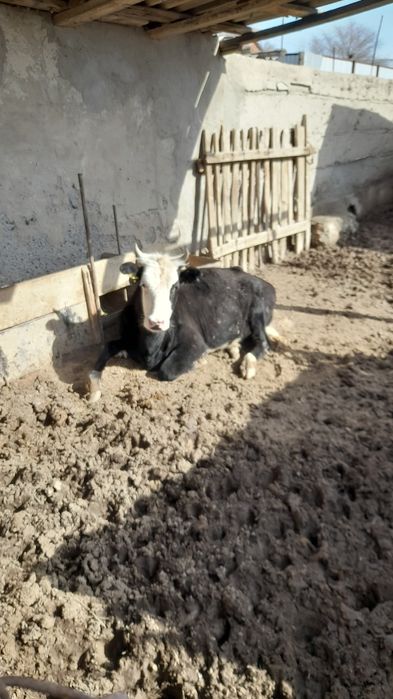 Сиыр кара каска кашар