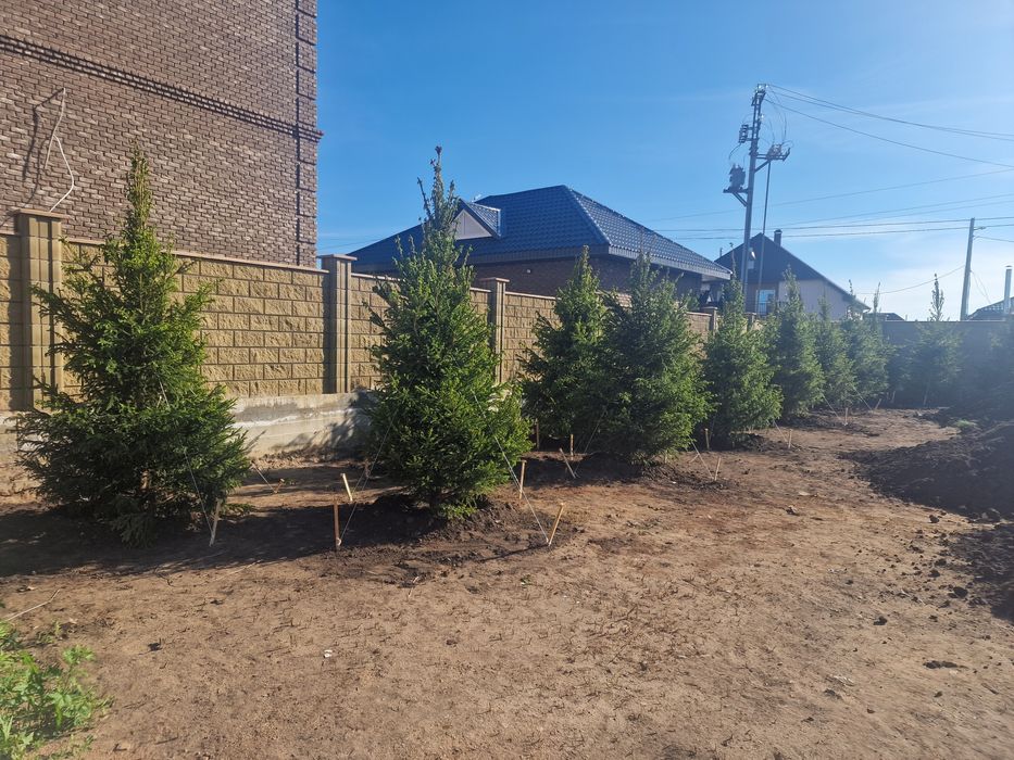 Ель голубая сибирская