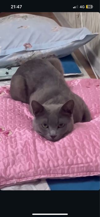 Отдам в хорошие руки