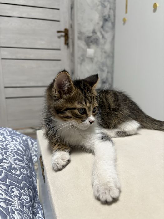 Отдам котенка в хорошие руки