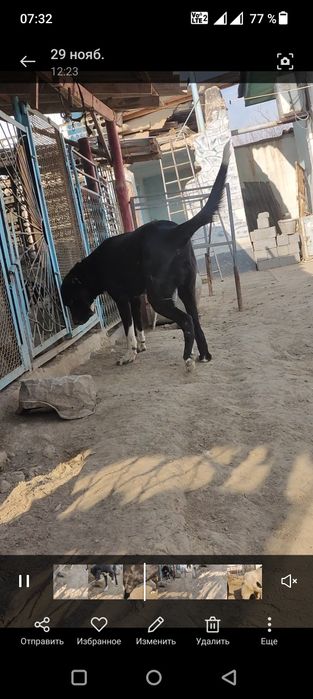 Срочно сатылады ургашы