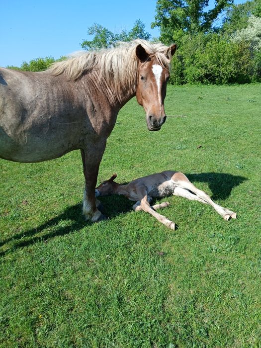 Продам жеребца,кобылы