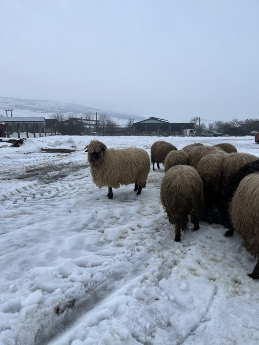 De vanzare oi tinere