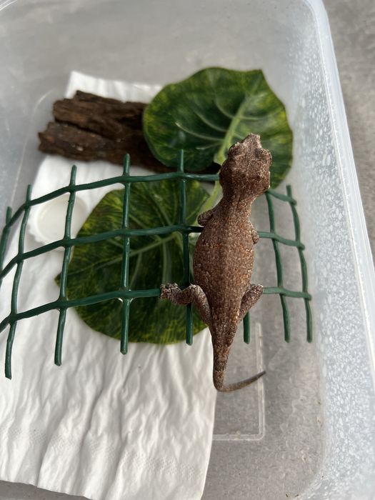 Pui de soparla gargoyle gecko