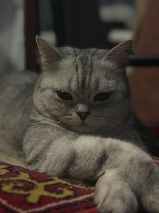 Кошка  отдам в хорошие руки
