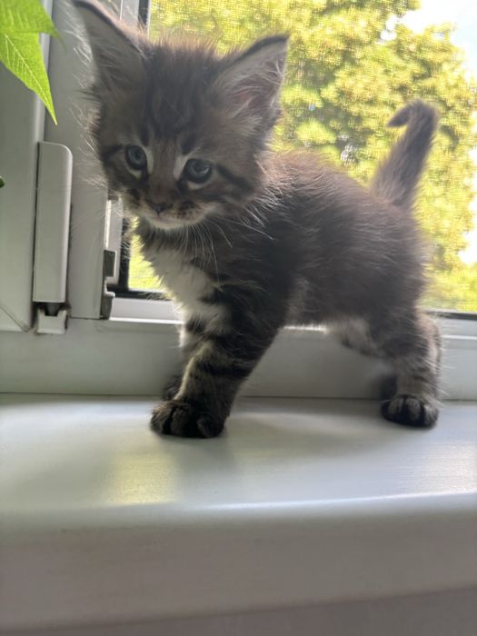 Baietel MAINE COON disponibil