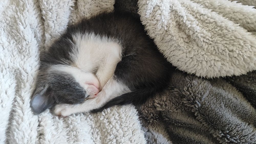Отдаю 4 кототиков