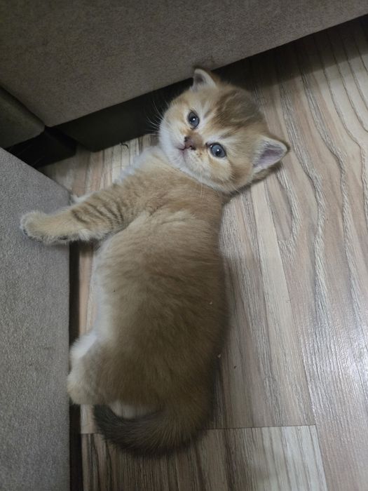 котята в семью Скотиш Страй