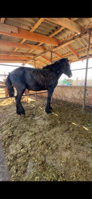 Сатылады семиз жылқы 2,5 жасар