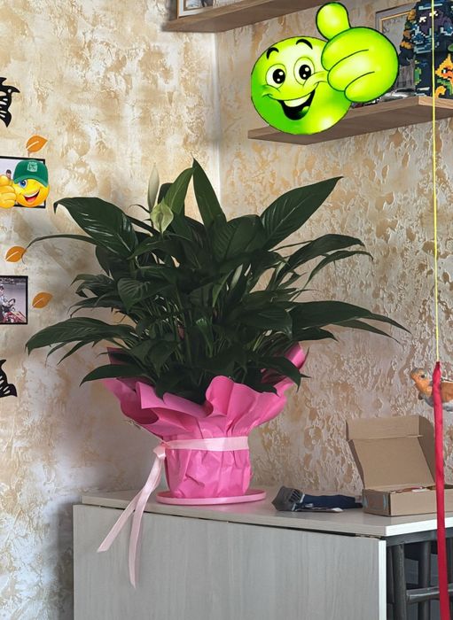 Продам цветы женское счастье