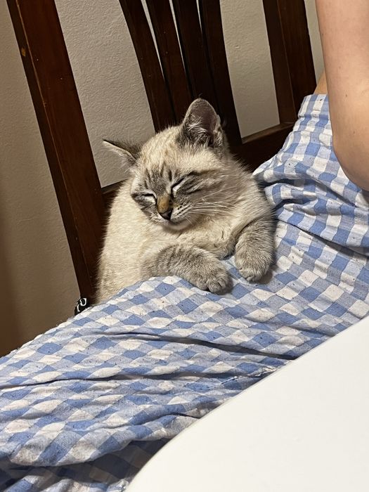 Pet Sitting / Bona pentru animalute– grijă pentru animalul tău