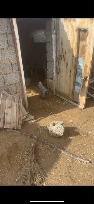 Тауық индаутка қаз