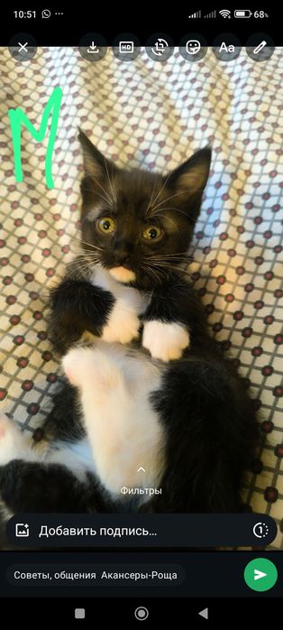 Отдам котят район первой Алматы