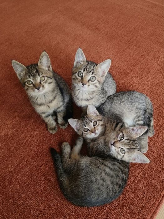 Котята в добрые руки !!