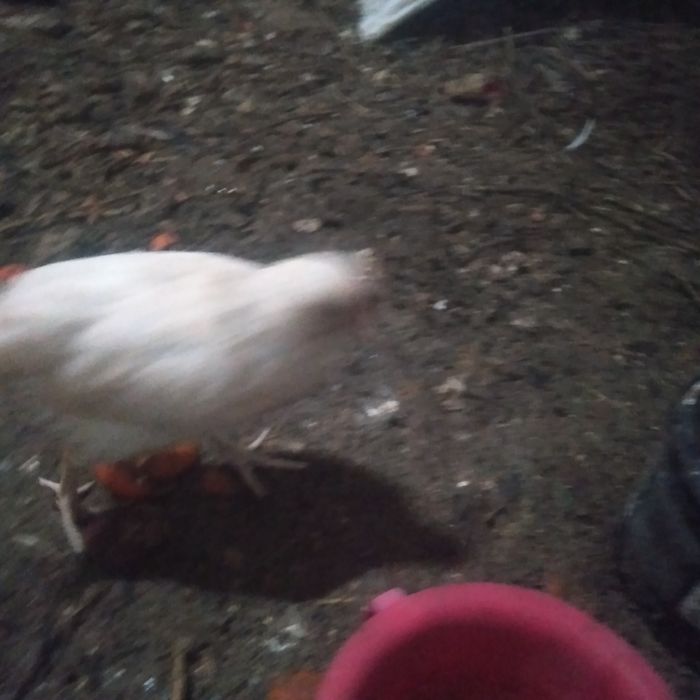 Қораз шожелери  петухи