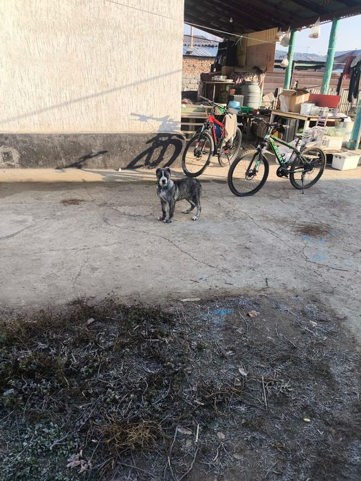 Продам щенка алабай, Кабель