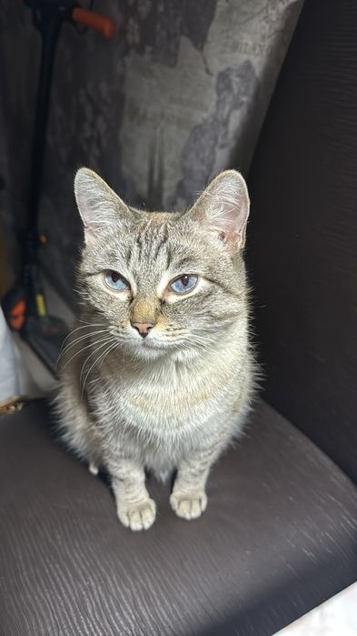 Потерялась кошка