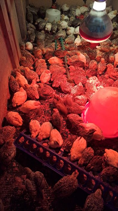 Prepelițe jumbo gold