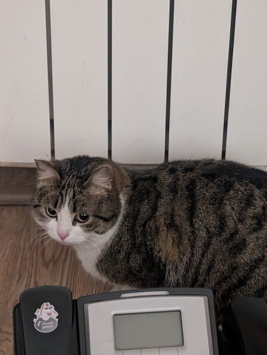 найден кот (или кошка)