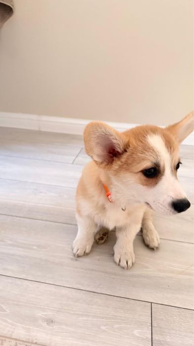 Продам собаку корги