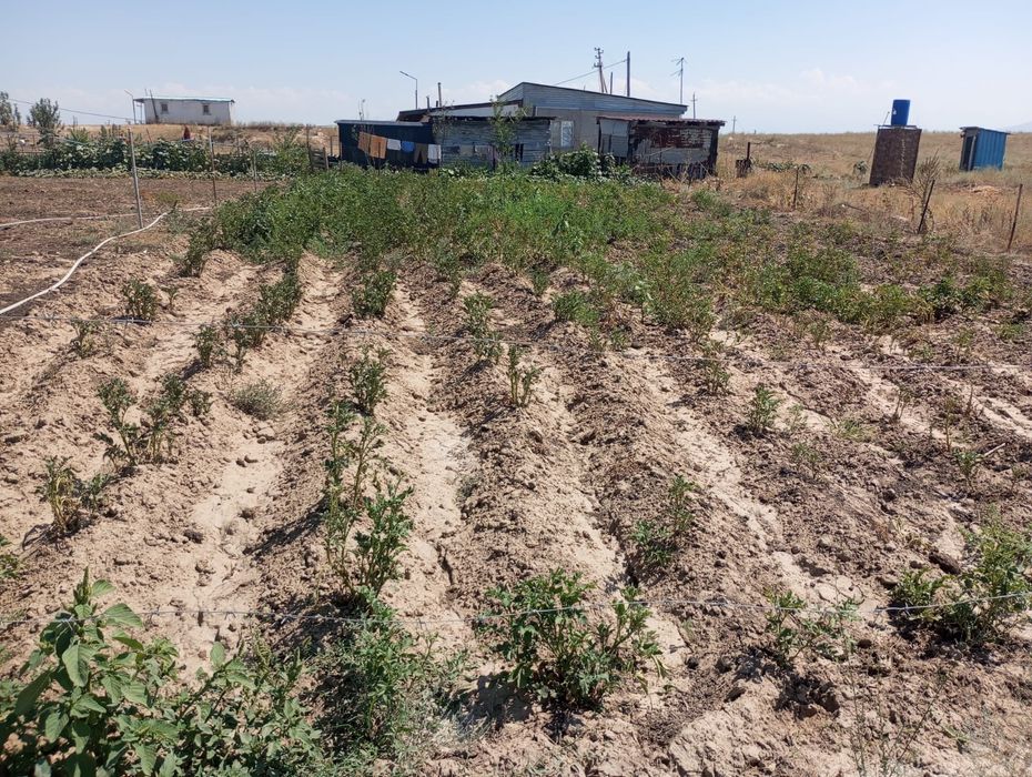 Фазенда сатамын!