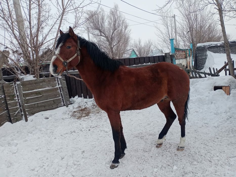 Шуғыл турде ат сатылады