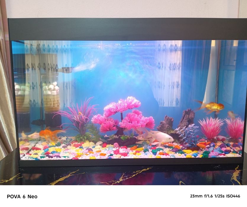 Akvarium Baliqlari sotiladi