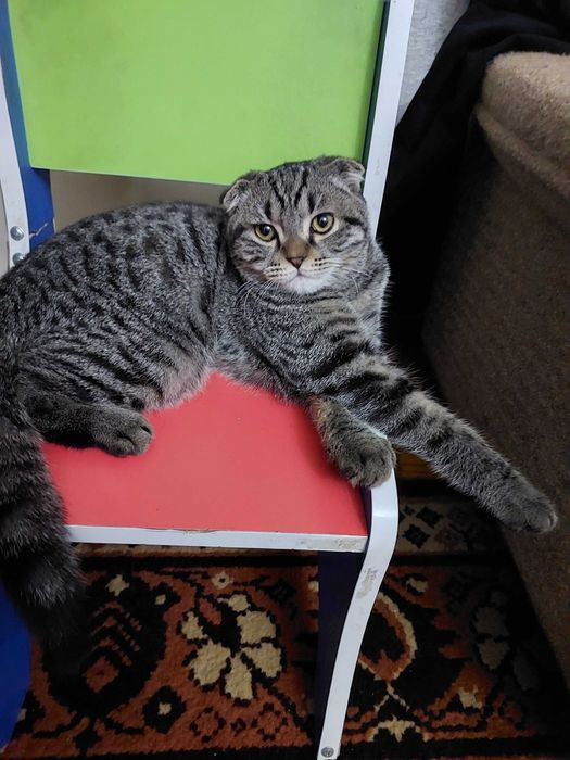 Породистый котёнок