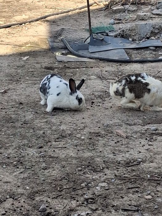 Қояндар, парода великан