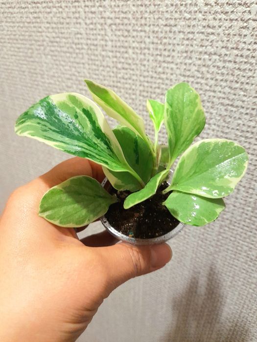 Продам Пиперомия вариегатная