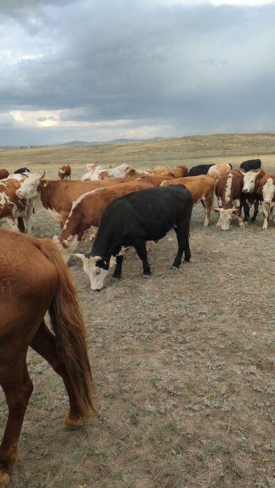 Бычки(кастрат) продажа