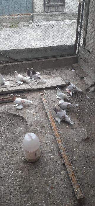 Продам голубей продам.