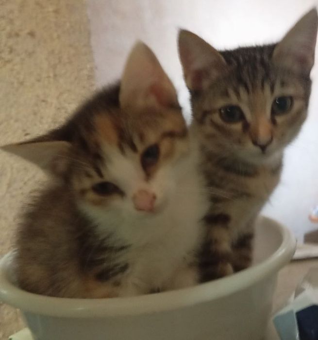 Отдам котят даром в хорошие руки