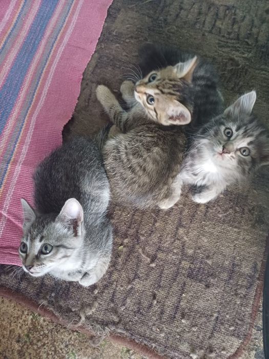 Отдам котят в добрые руки