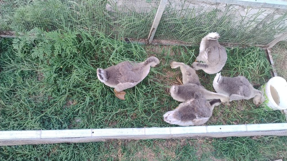 Gâște și găini de vânzare.