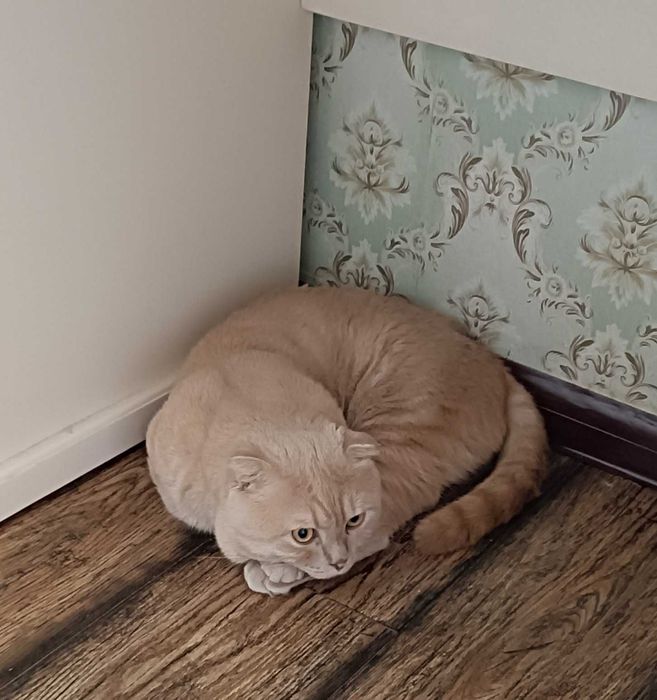 Кот шотландской породы