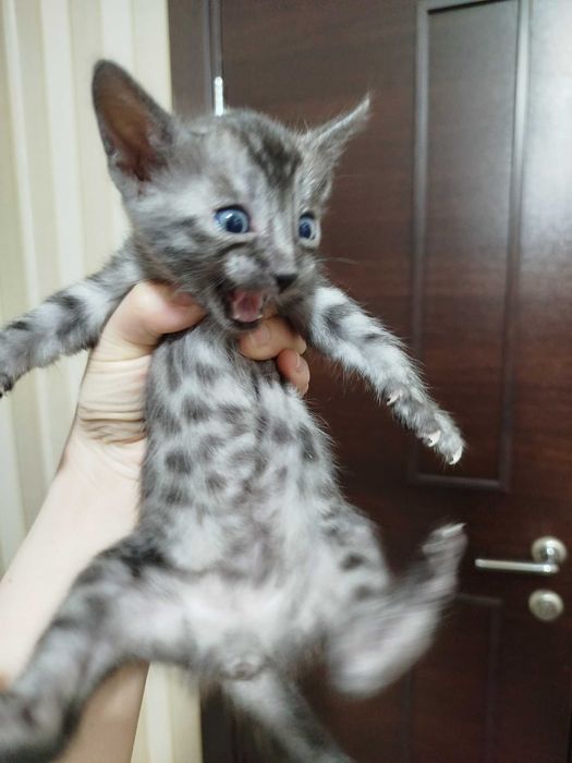 Toza qon bengal mushuklari sotiladi 1,5 oylik latok biladi korm yidi