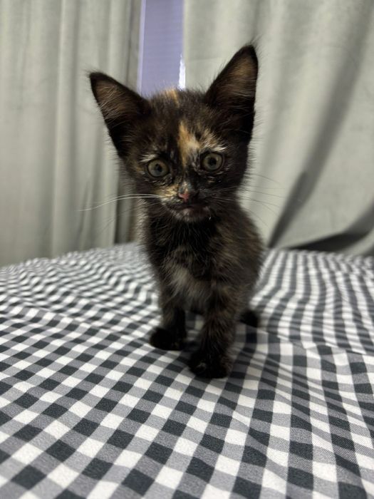 В добрые руки котена